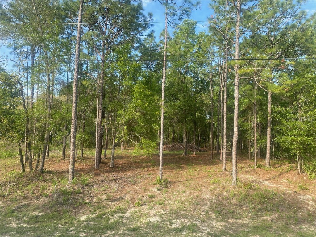 15570 Cliff Swallow Road Weeki Wachee FL 34614 TB8452443 image4