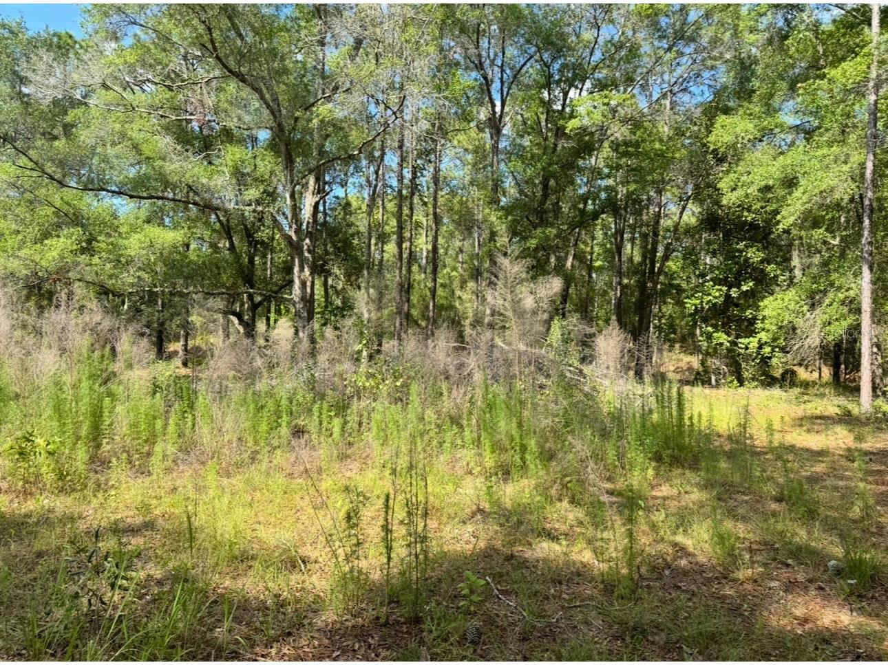 15570 Cliff Swallow Road Weeki Wachee FL 34614 TB8510097 image3