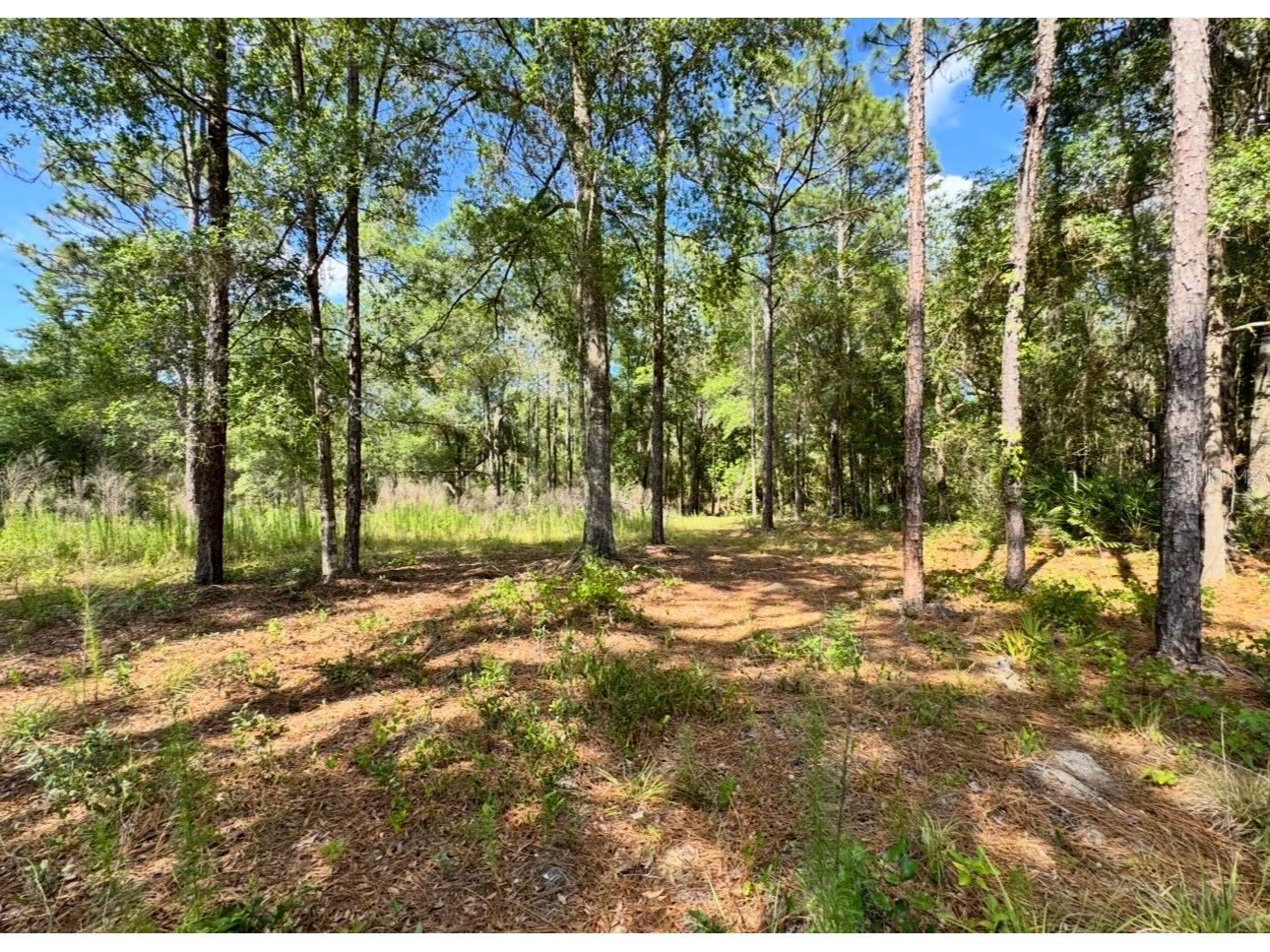 15570 Cliff Swallow Road Weeki Wachee FL 34614 TB8510097 image4