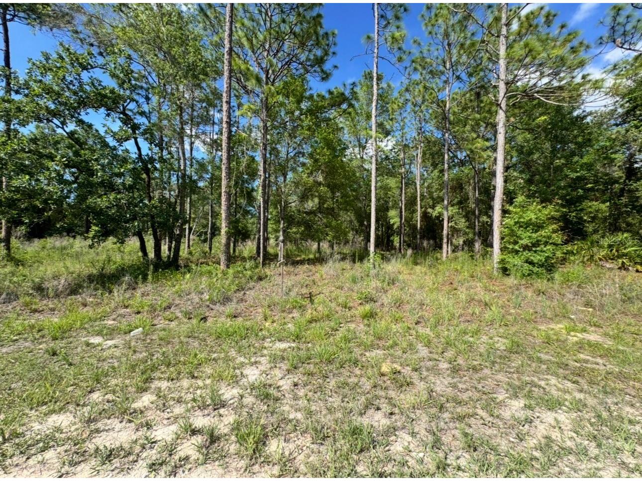 15570 Cliff Swallow Road Weeki Wachee FL 34614 TB8510097 image5