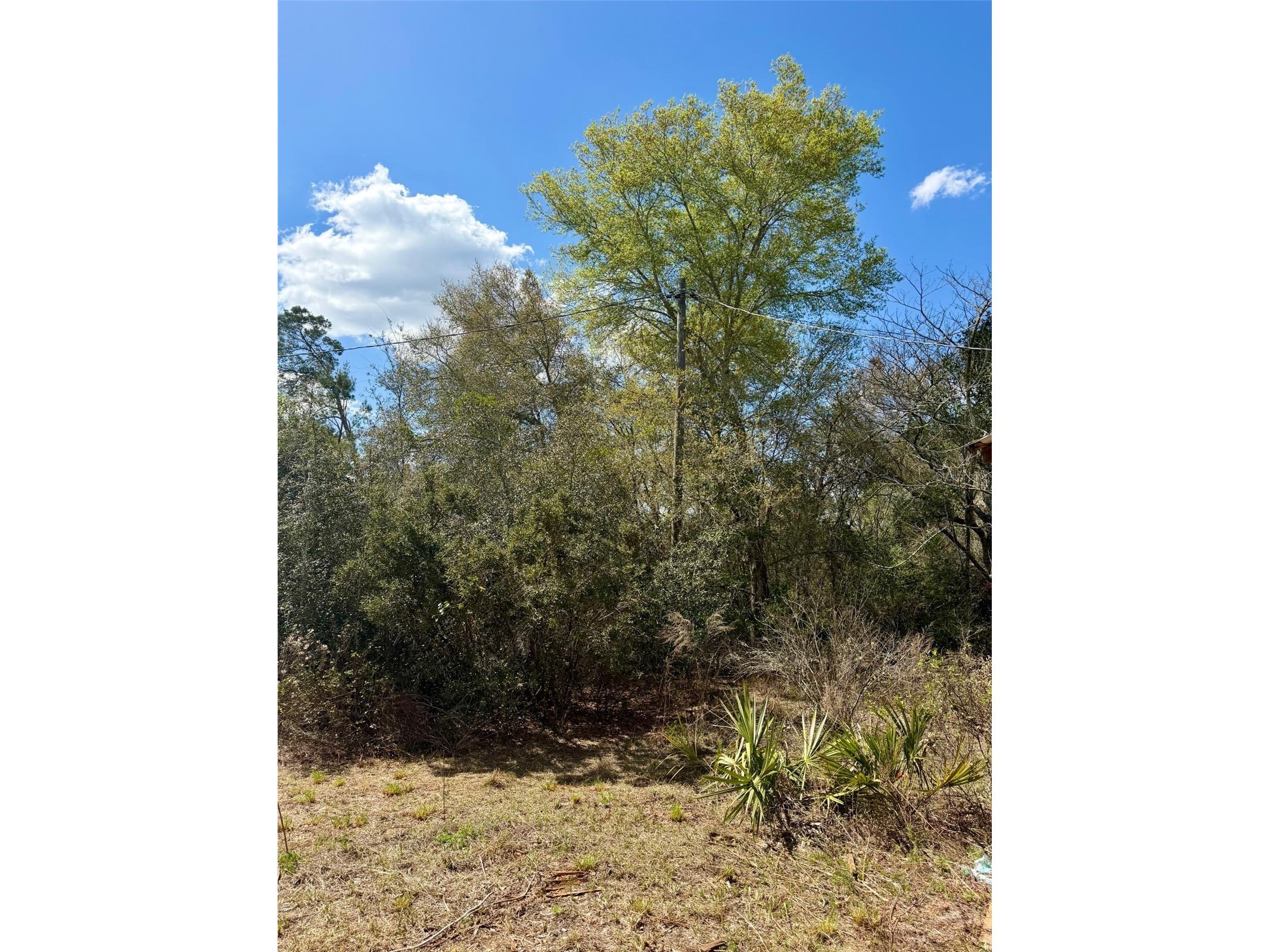 15575 NE 234th Place Fort Mc Coy FL 32134 OM720618 image7