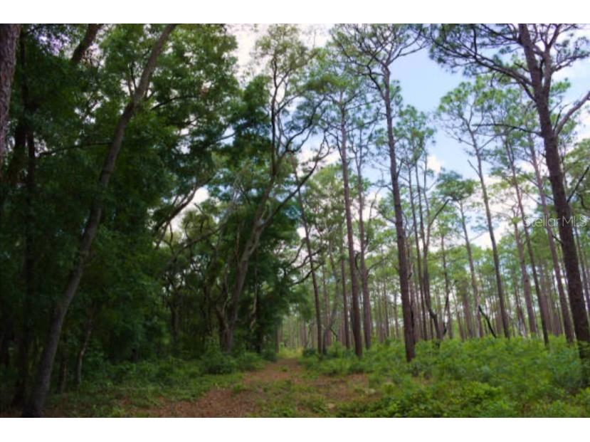 15594 NE 233rd Place Fort Mc Coy FL 32134 OM720866 image44