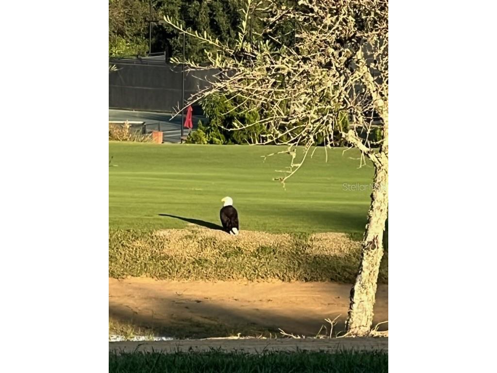 15621 Pendio Drive Montverde FL 34756 - LAKE SIENA O6338565 image8