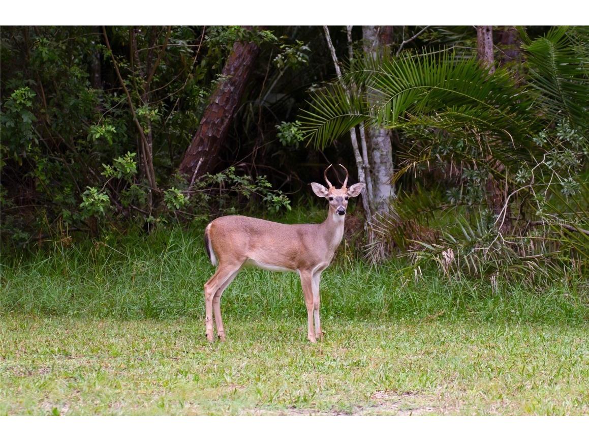 15624 Eastbourn Drive Odessa FL 33556 TB8439575 image75