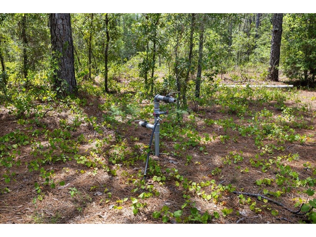 15624 Peace Boulevard Spring Hill FL 34610 TB8525223 image12