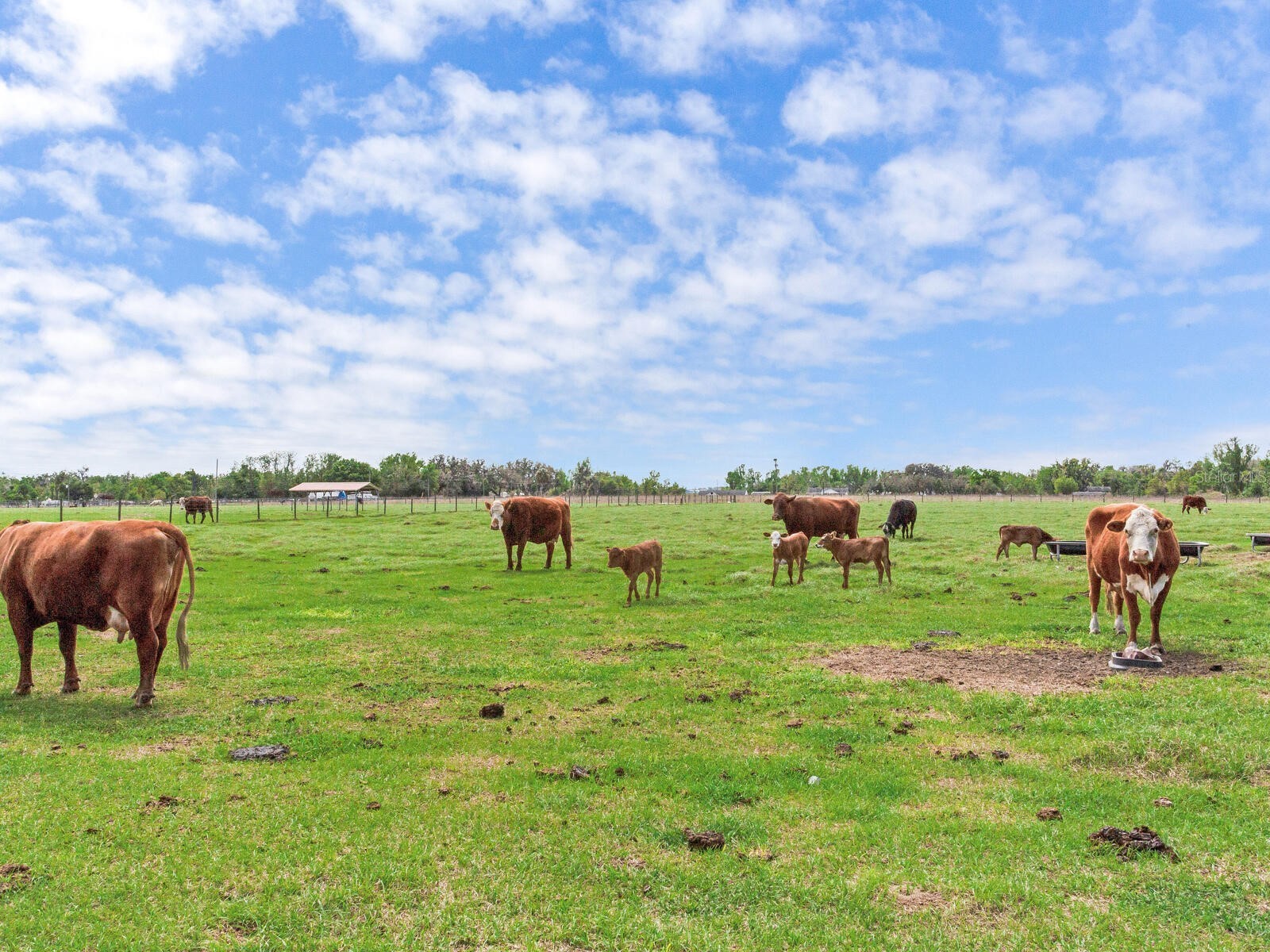 15721 Colding Loop Wimauma FL 33598 TB8477053 image55