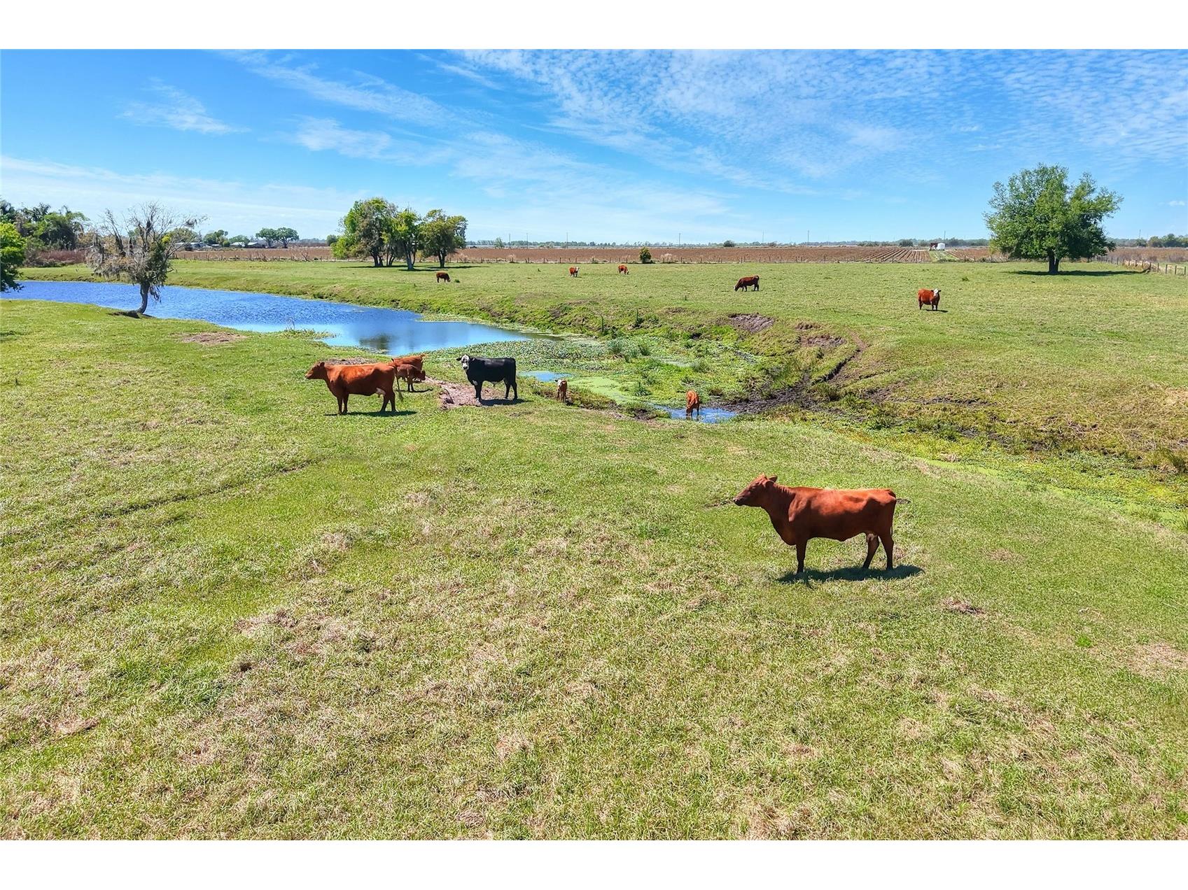 15721 Colding Loop Wimauma FL 33598 TB8477053 image61