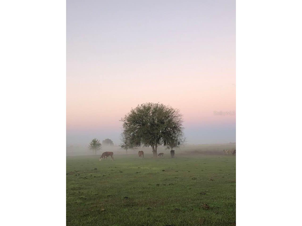 15721 Colding Loop Wimauma FL 33598 TB8477053 image62