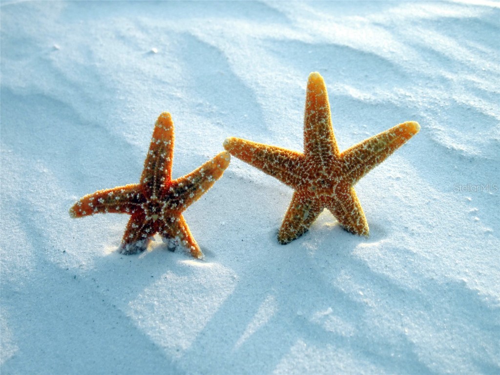 1575 Blvd Of The Arts Sarasota FL 34236 A4649157 image24