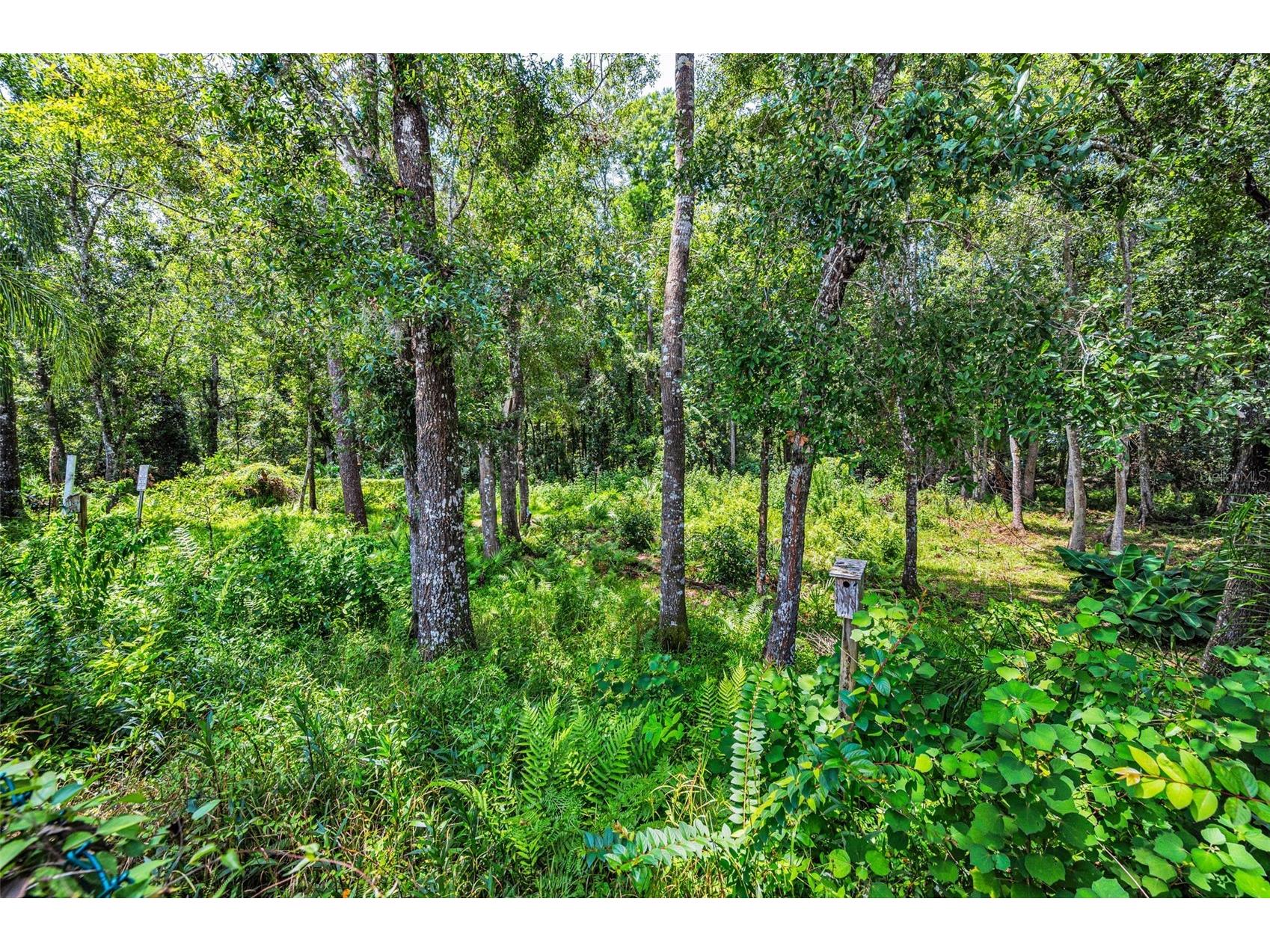 15762 Cedar Elm Terrace Land O Lakes FL 34638 TB8398219 image34