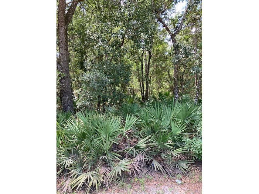 15820 Wilson Parrish Road Umatilla FL 32784 G5078764 image1