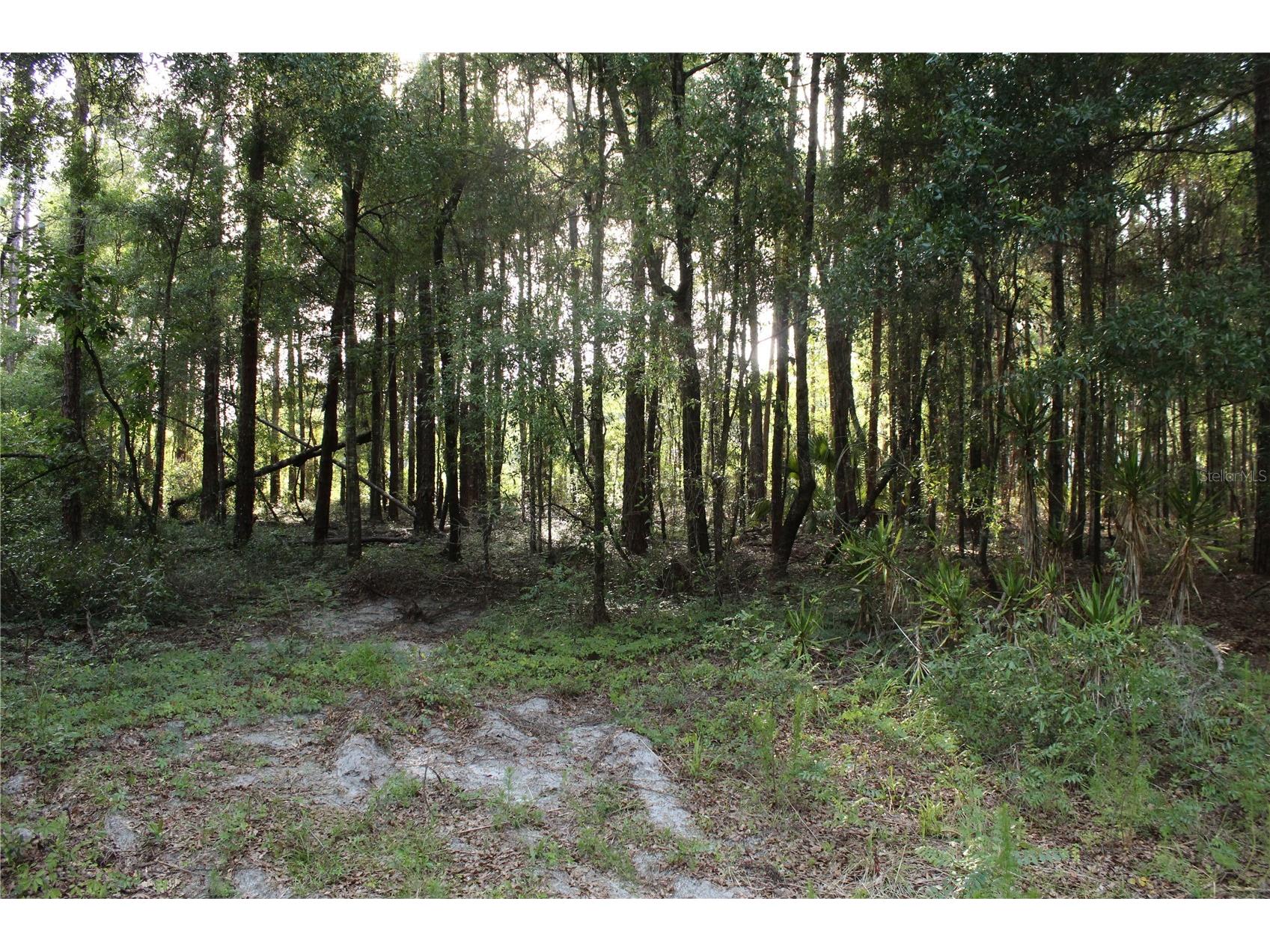 15821 Sw 50th Avenue Archer FL 32618 GC541453 image14