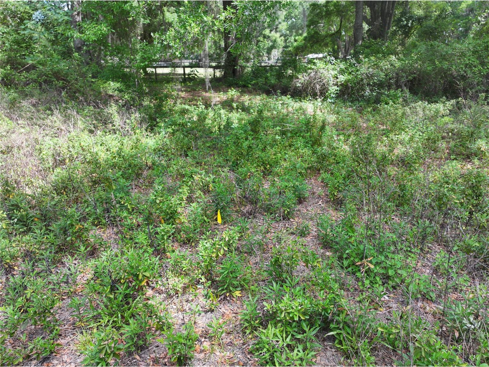 15825 NW 38th Avenue Reddick FL 32686 A4688206 image10