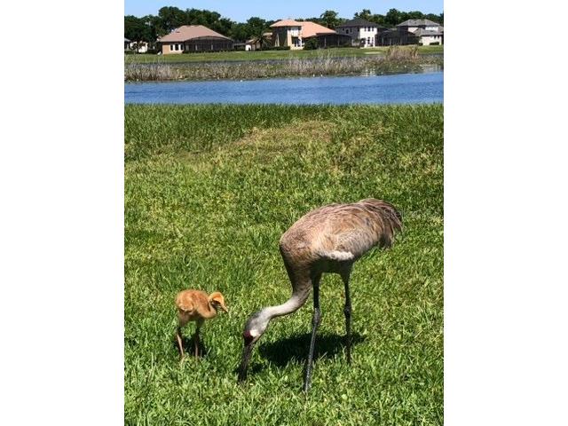 1584 Cherry Ridge Drive Lake Mary FL 32746 O6400755 image56
