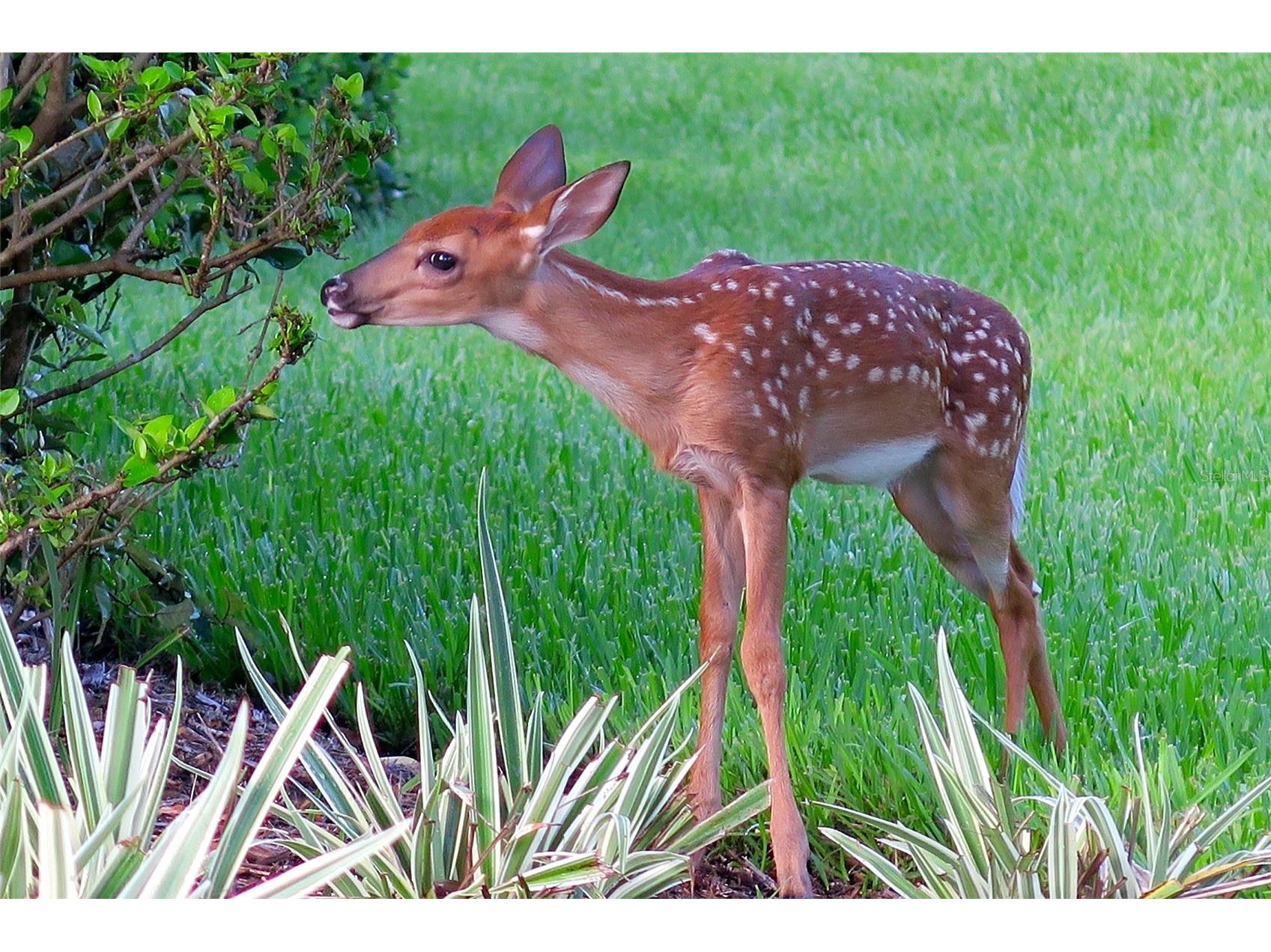 1585 Redwood Grove Terrace Lake Mary FL 32746 O6403115 image47