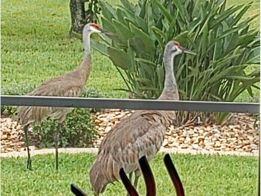 15858 SW 11th Court Road Ocala FL 34473 OM705645 image38