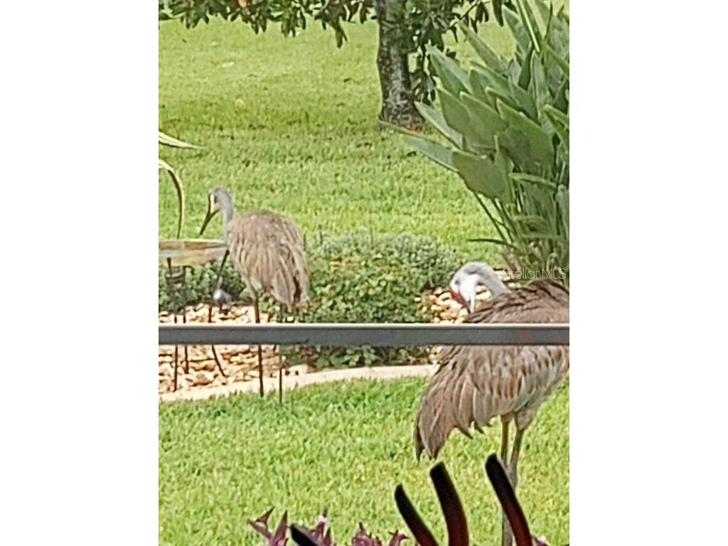 15858 SW 11th Court Road Ocala FL 34473 OM705645 image39