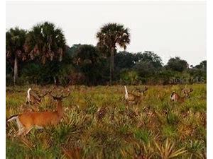 15883 NW 276th Street Okeechobee FL 34972 OK223105 image20