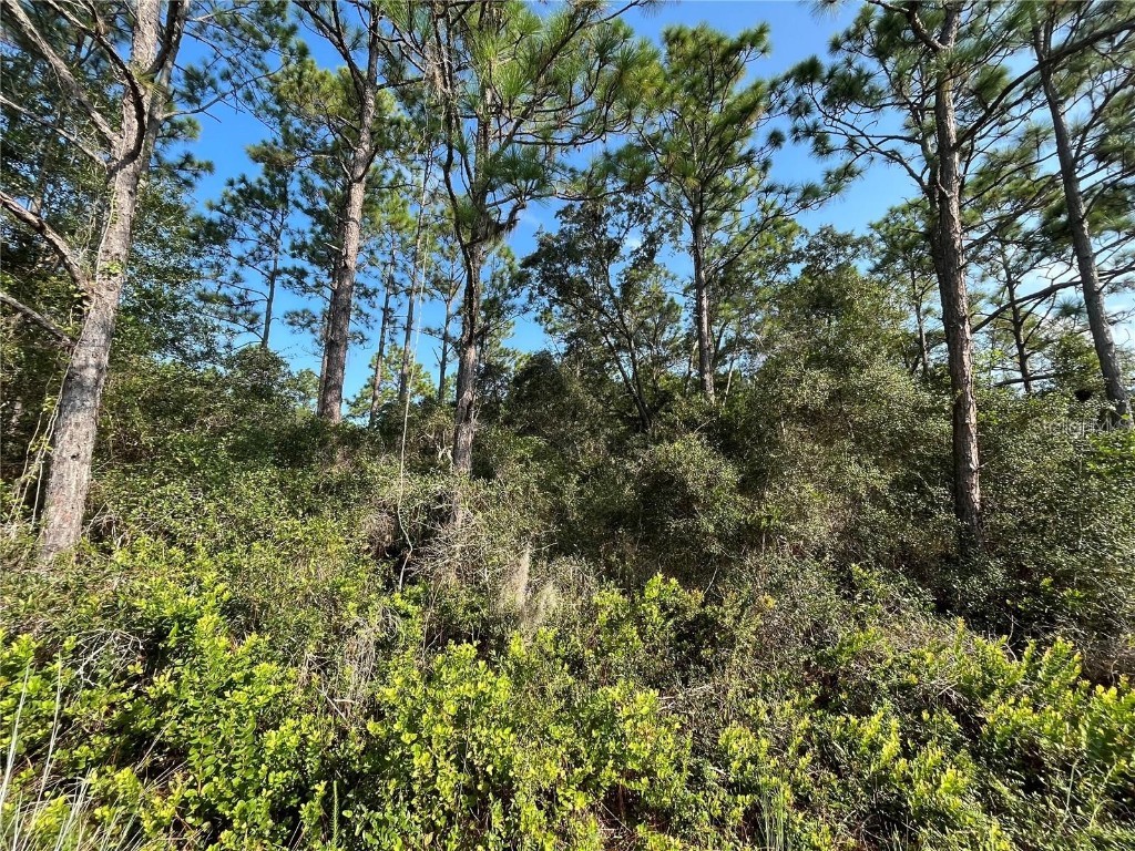 159 Deer Run Road Satsuma FL 32189 OK224224 image1