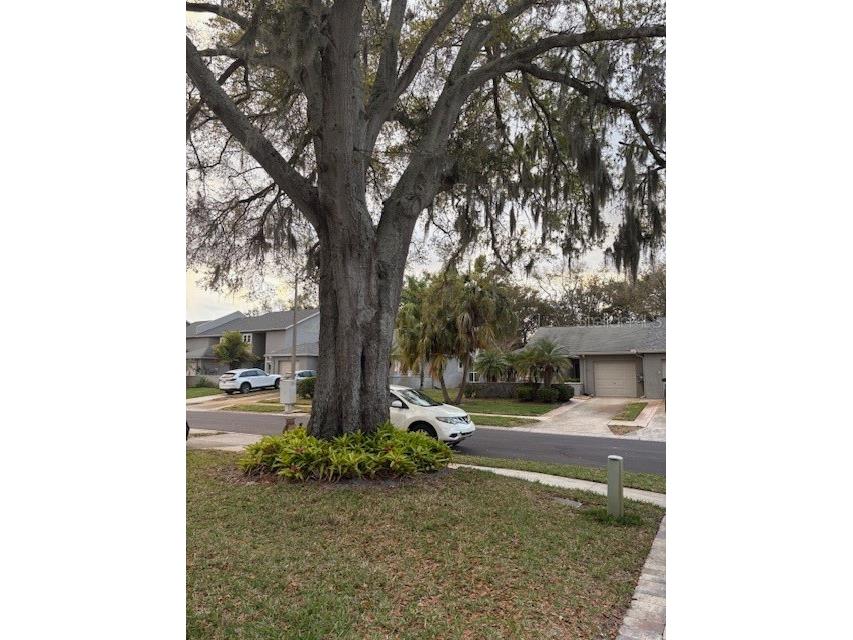 159 Hunter Court #N/A Palm Harbor FL 34684 TB8484112 image48
