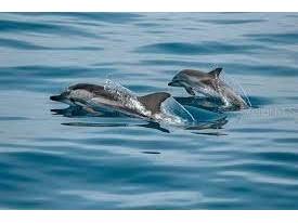 16 Paradise Lane #101 Saint Petersburg FL 33706 - INTRACOASTAL WATERWAY TB8452848 image31