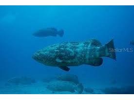 16 Paradise Lane #101 Saint Petersburg FL 33706 - INTRACOASTAL WATERWAY TB8452848 image32