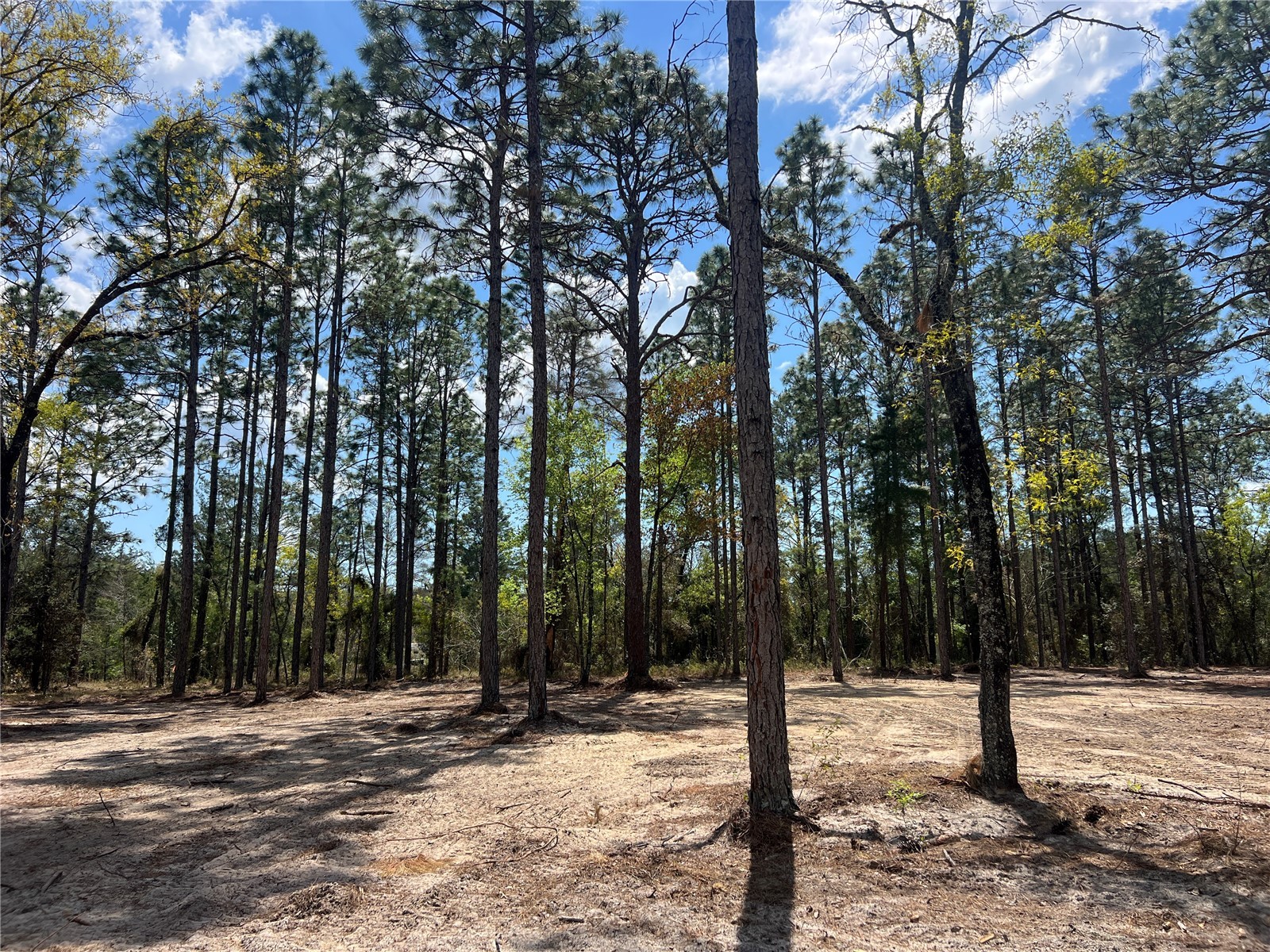 16 SE 136 Terrace Dunnellon FL 34431 OM721677 image12