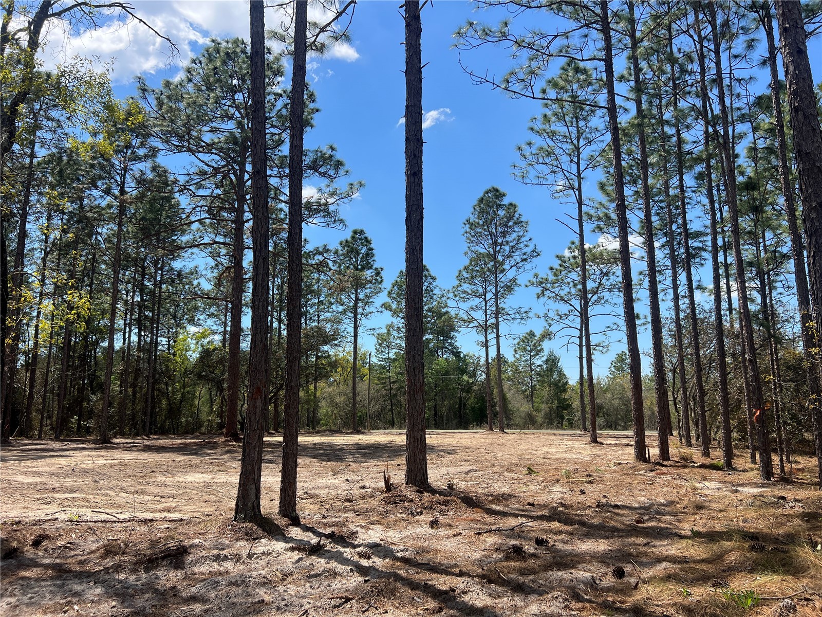 16 SE 136 Terrace Dunnellon FL 34431 OM721677 image13