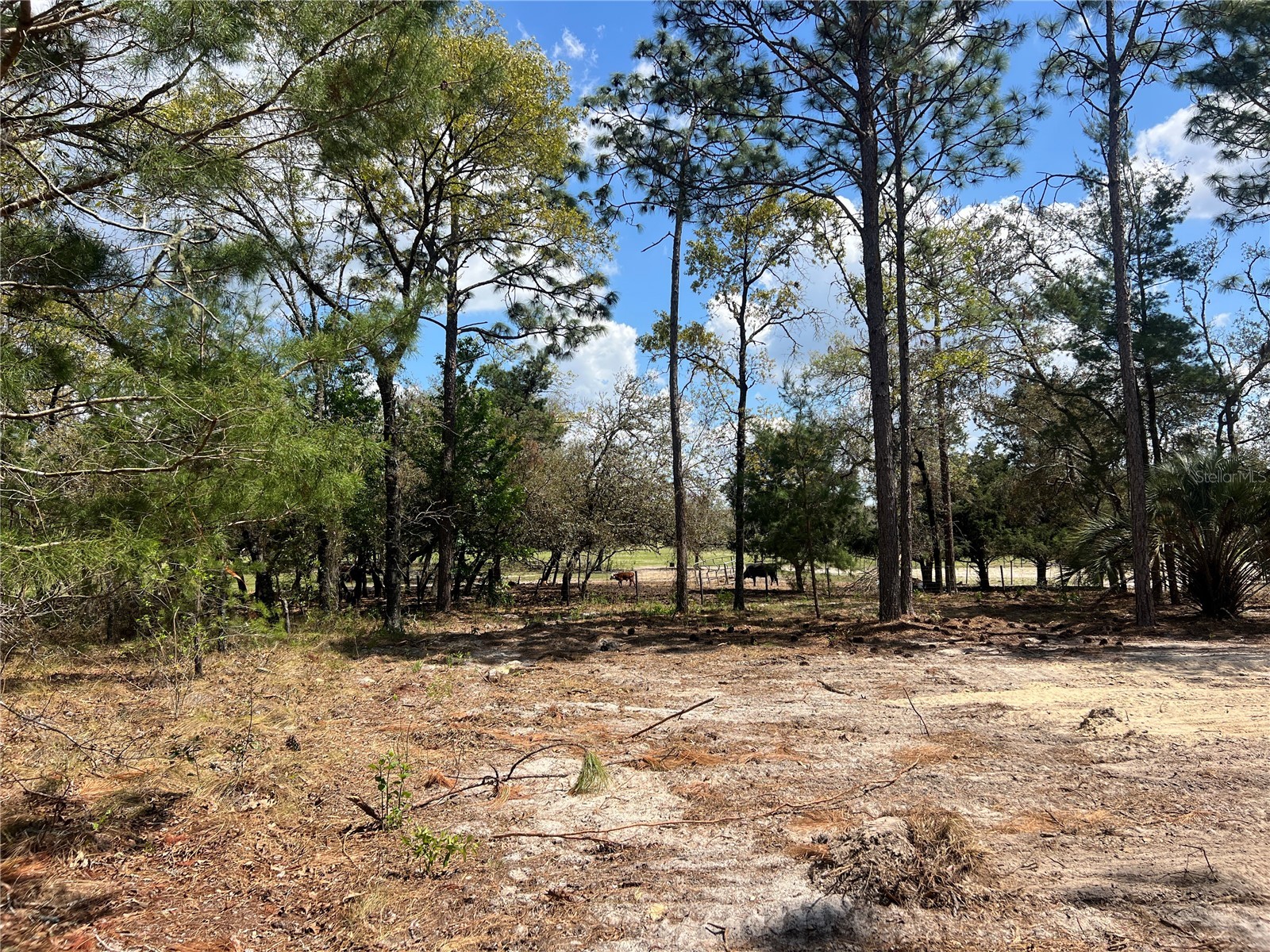 16 SE 136 Terrace Dunnellon FL 34431 OM721677 image14