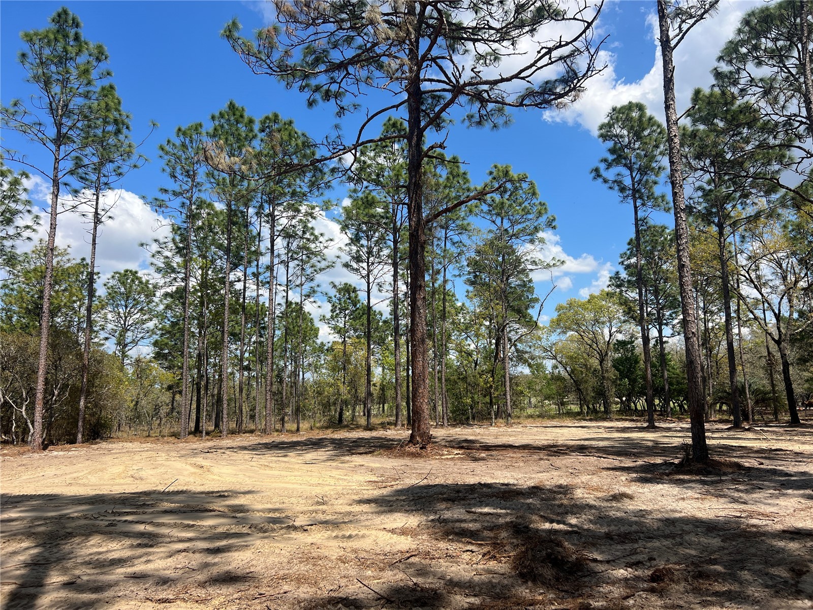 16 SE 136 Terrace Dunnellon FL 34431 OM721677 image3