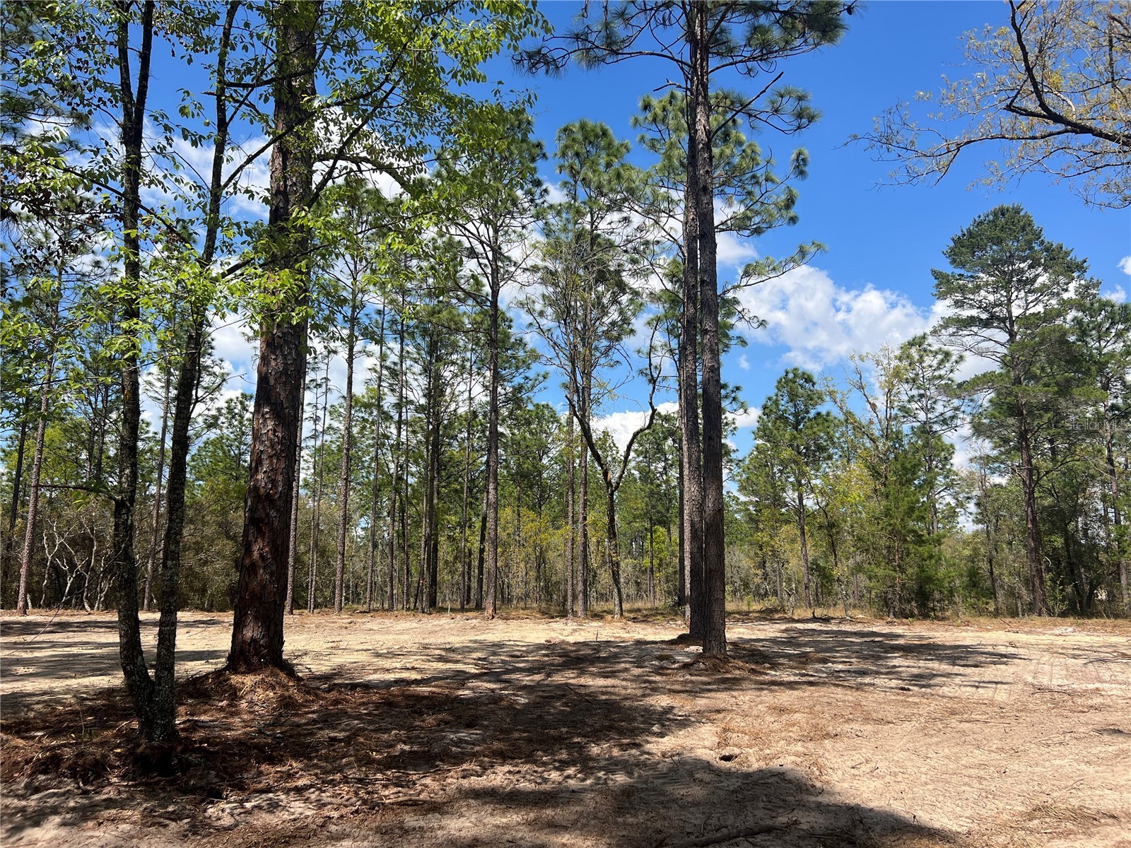 16 SE 136 Terrace Dunnellon FL 34431 OM721677 image5