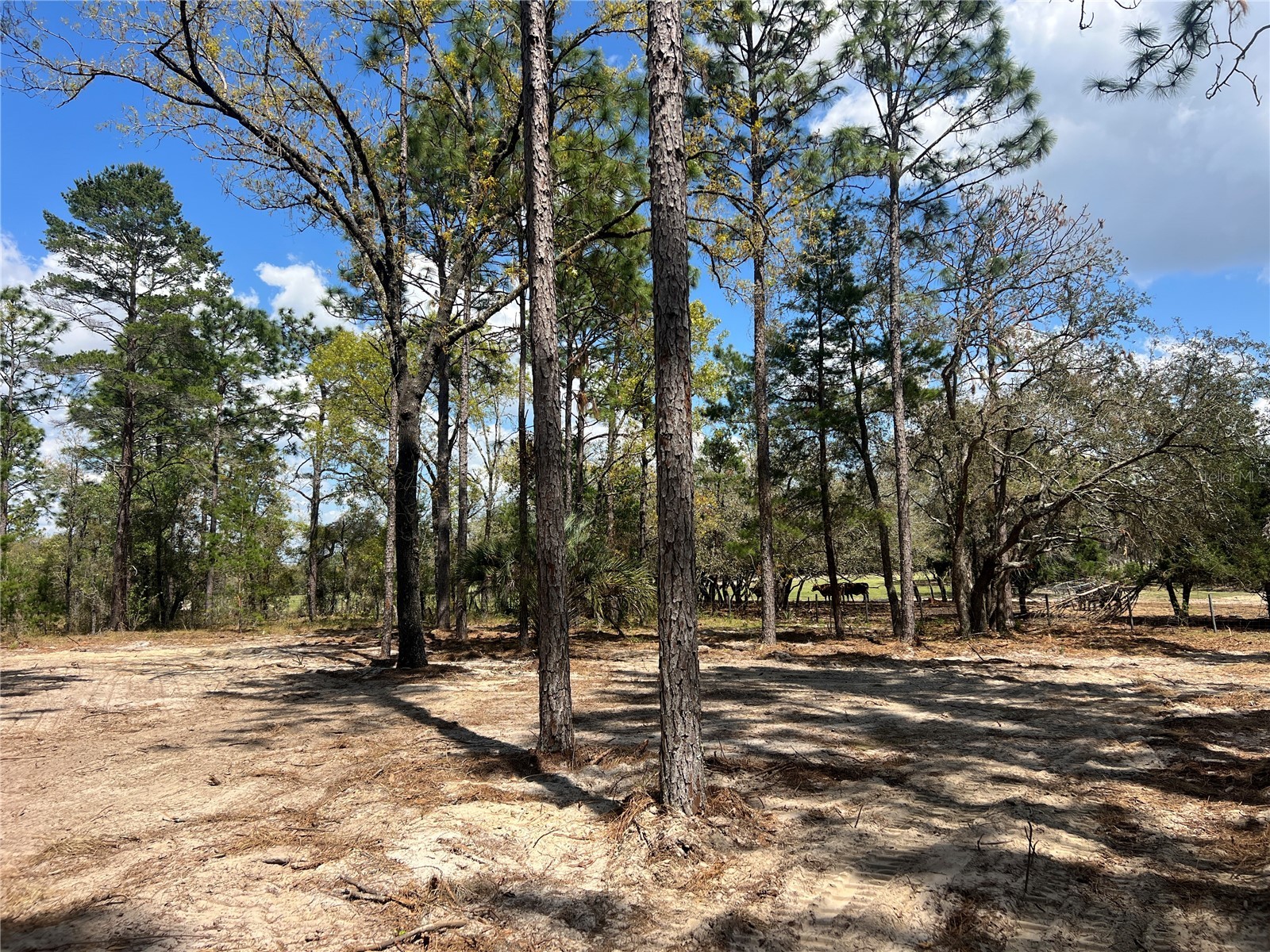 16 SE 136 Terrace Dunnellon FL 34431 OM721677 image6