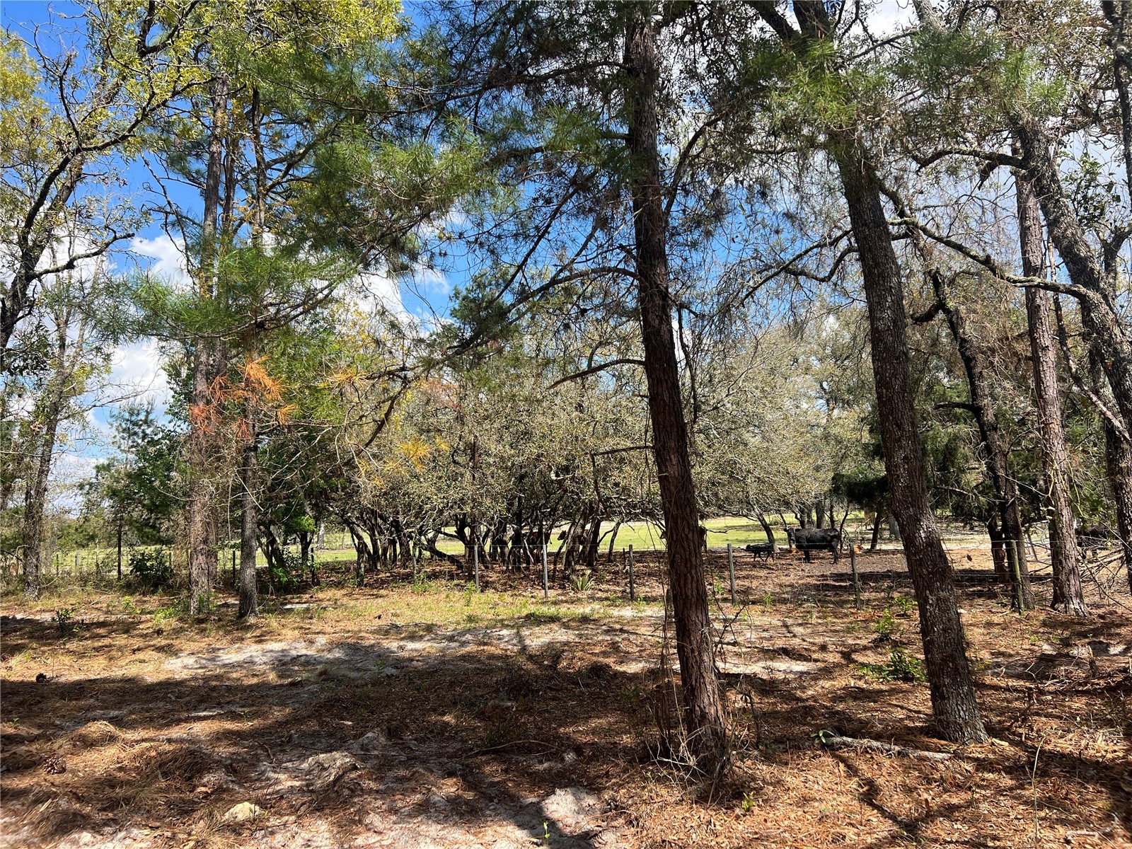 16 SE 136 Terrace Dunnellon FL 34431 OM721677 image7