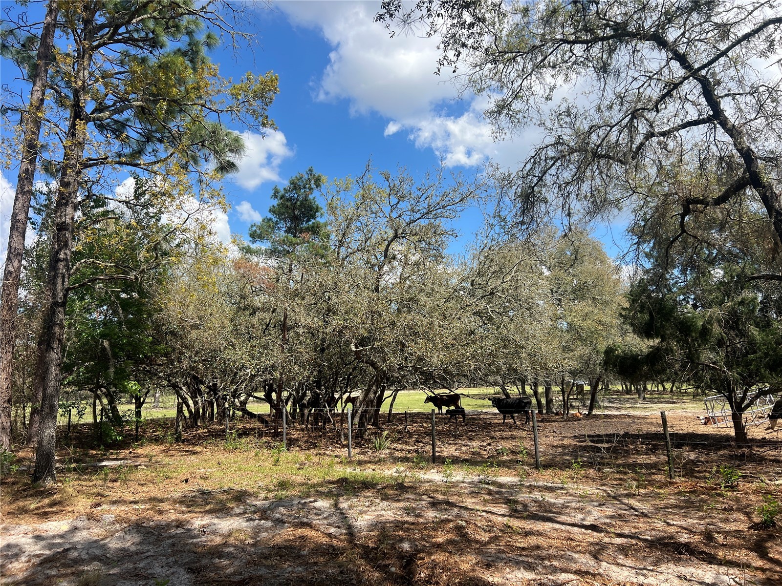 16 SE 136 Terrace Dunnellon FL 34431 OM721677 image8