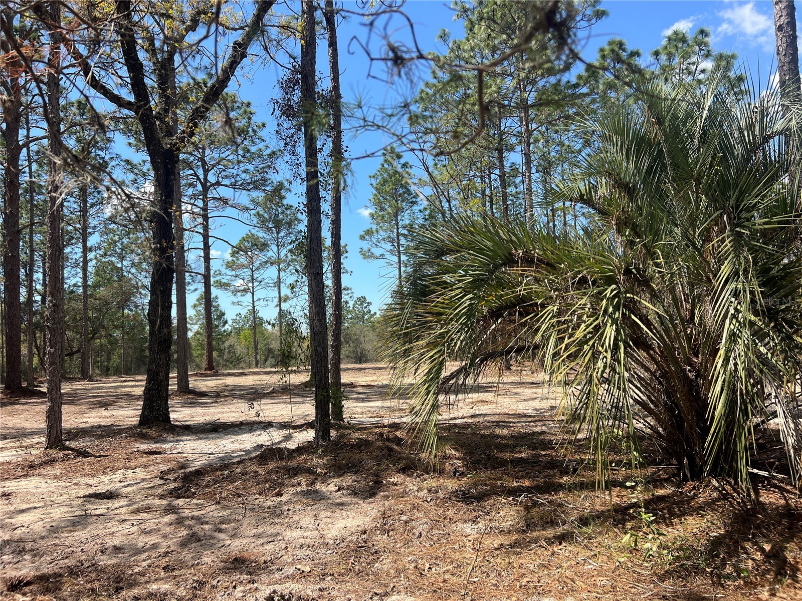 16 SE 136 Terrace Dunnellon FL 34431 OM721677 image9