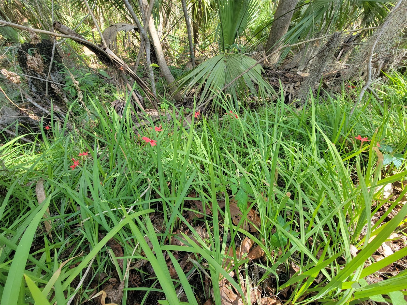 1600 SW 42nd Street Ocala FL 34471 OM719627 image35