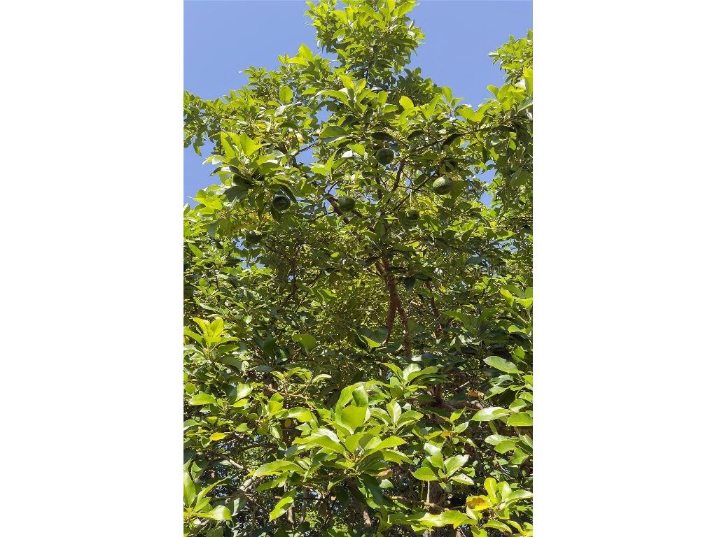 1601 Idle Drive Clearwater FL 33756 TB8457785 image43