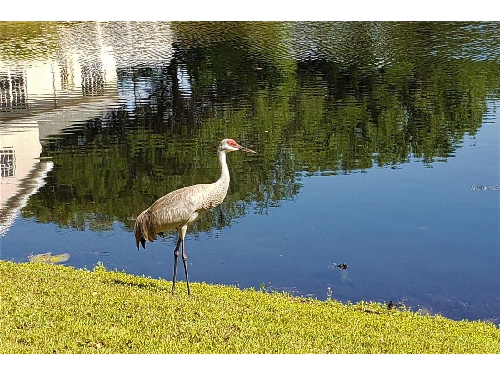 16013 N Florida Avenue Lutz FL 33549 TB8477523 image16