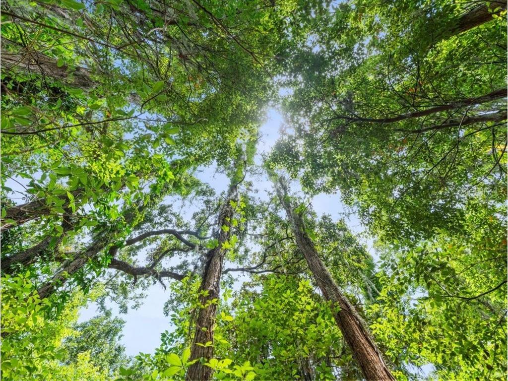 16035 Chastain Road Odessa FL 33556 TB8399971 image25