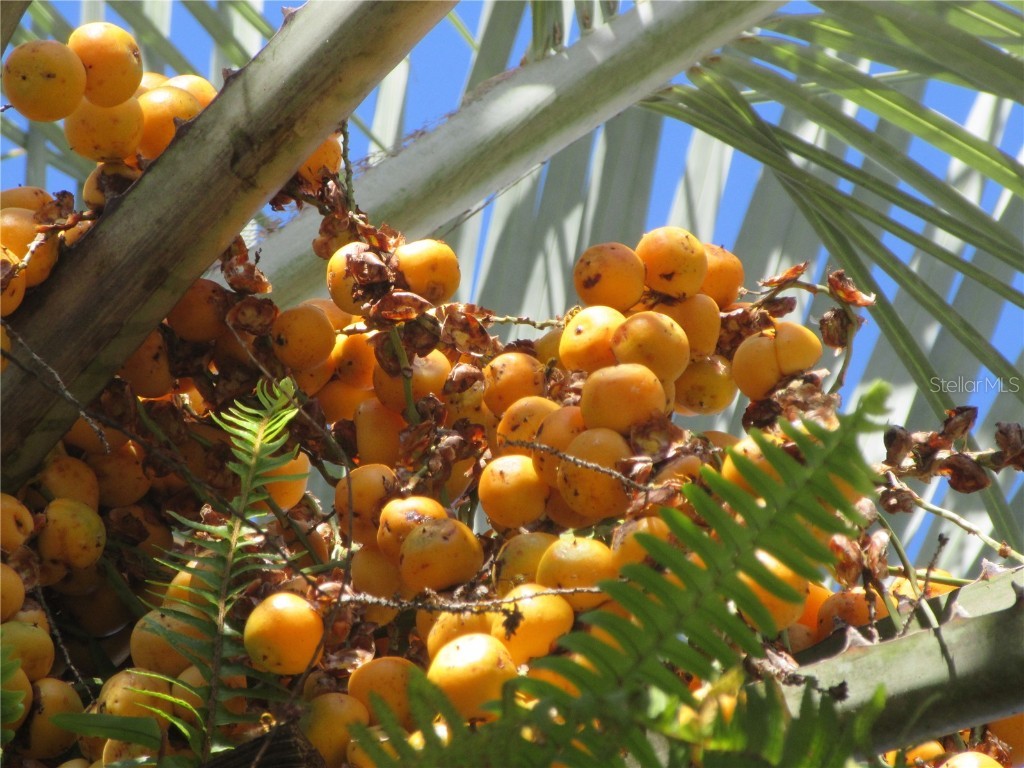 1605 SE 160th Court Ocklawaha FL 32179 - North Lake OM715189 image25