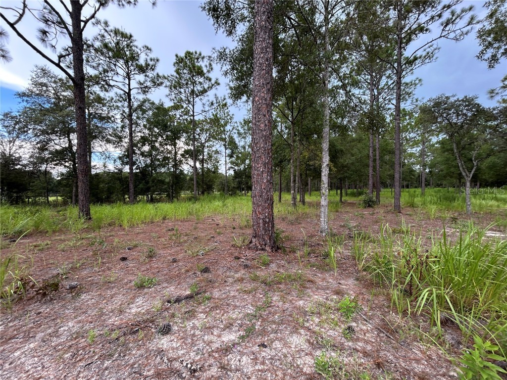 16051 SW 44 Street Ocala FL 34481 O6342560 image8