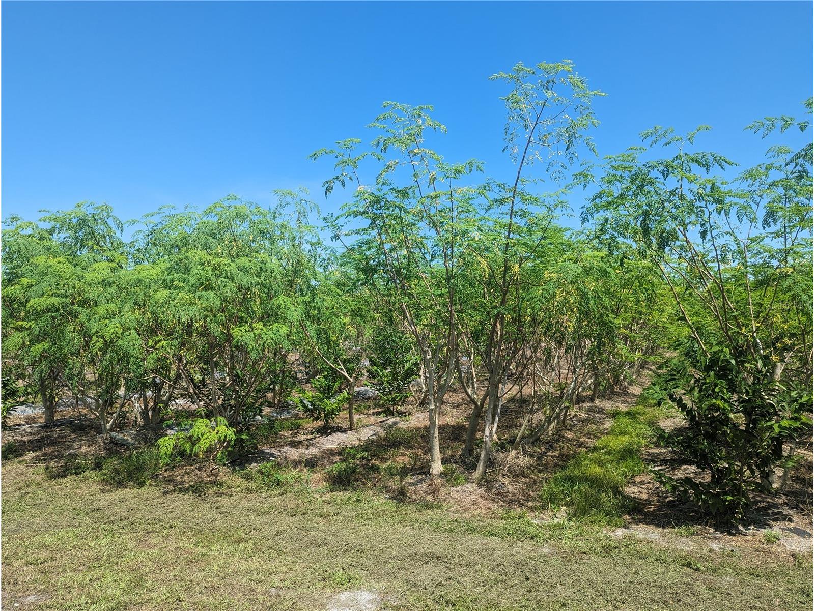 16070 Carlton Lake Road Wimauma FL 33598 TB8500017 image4