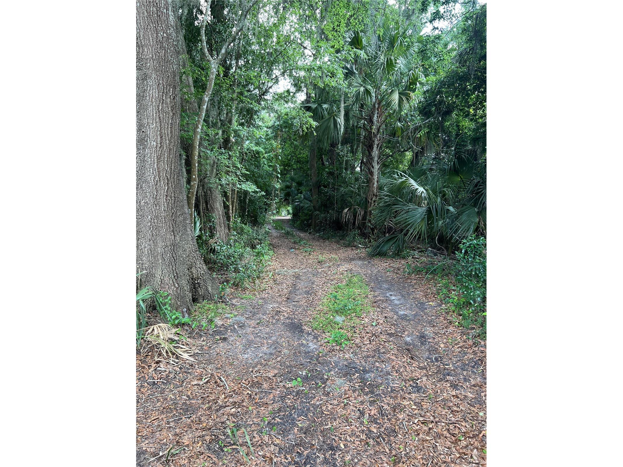 16075 NW 37th Terrace Reddick FL 32686 V4942731 image8