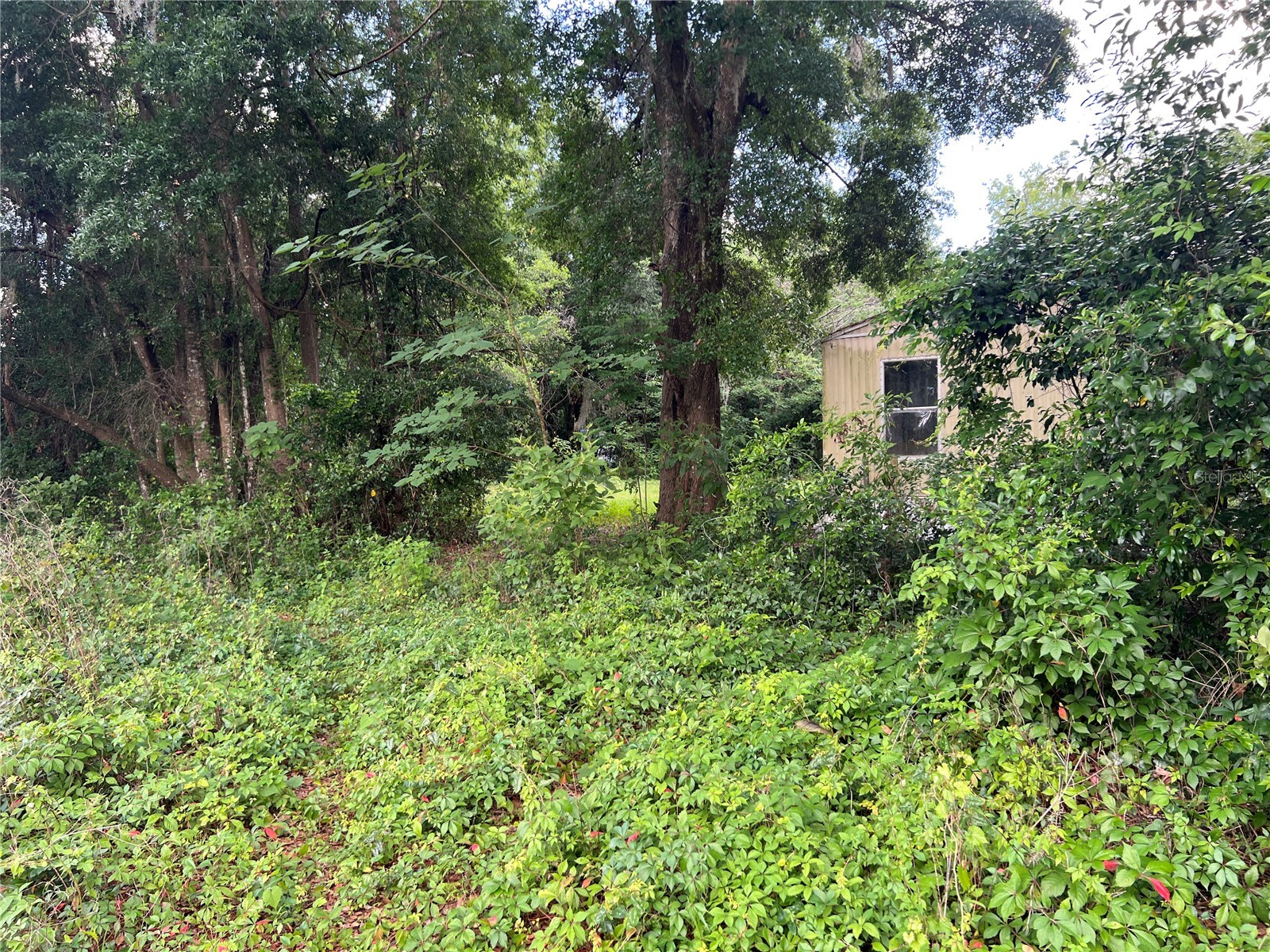 16075 NW 37th Terrace Reddick FL 32686 V4942731 image9