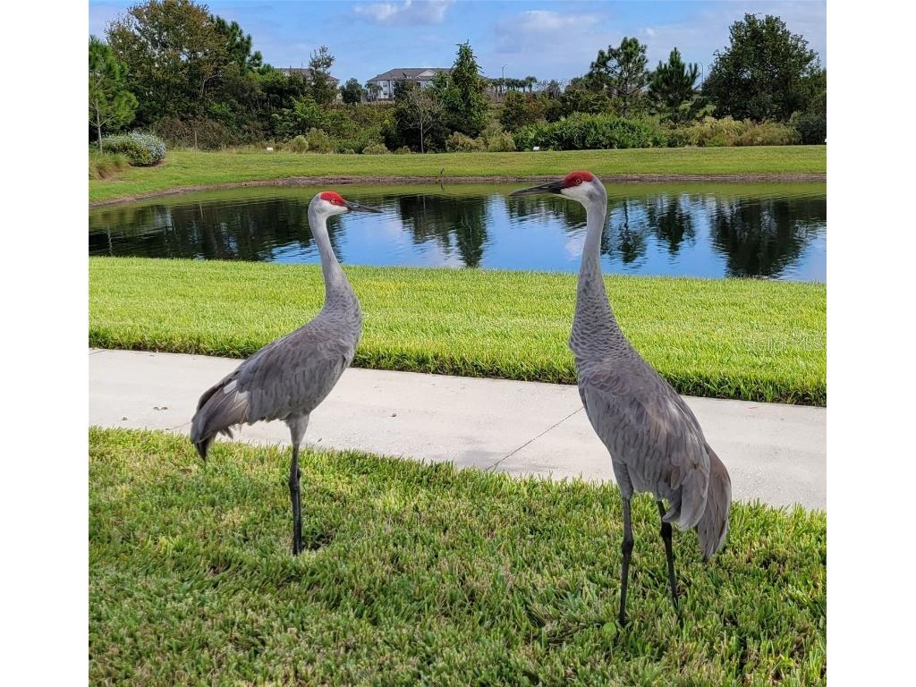 16136 Wind View Lane Winter Garden FL 34787 O6372050 image70