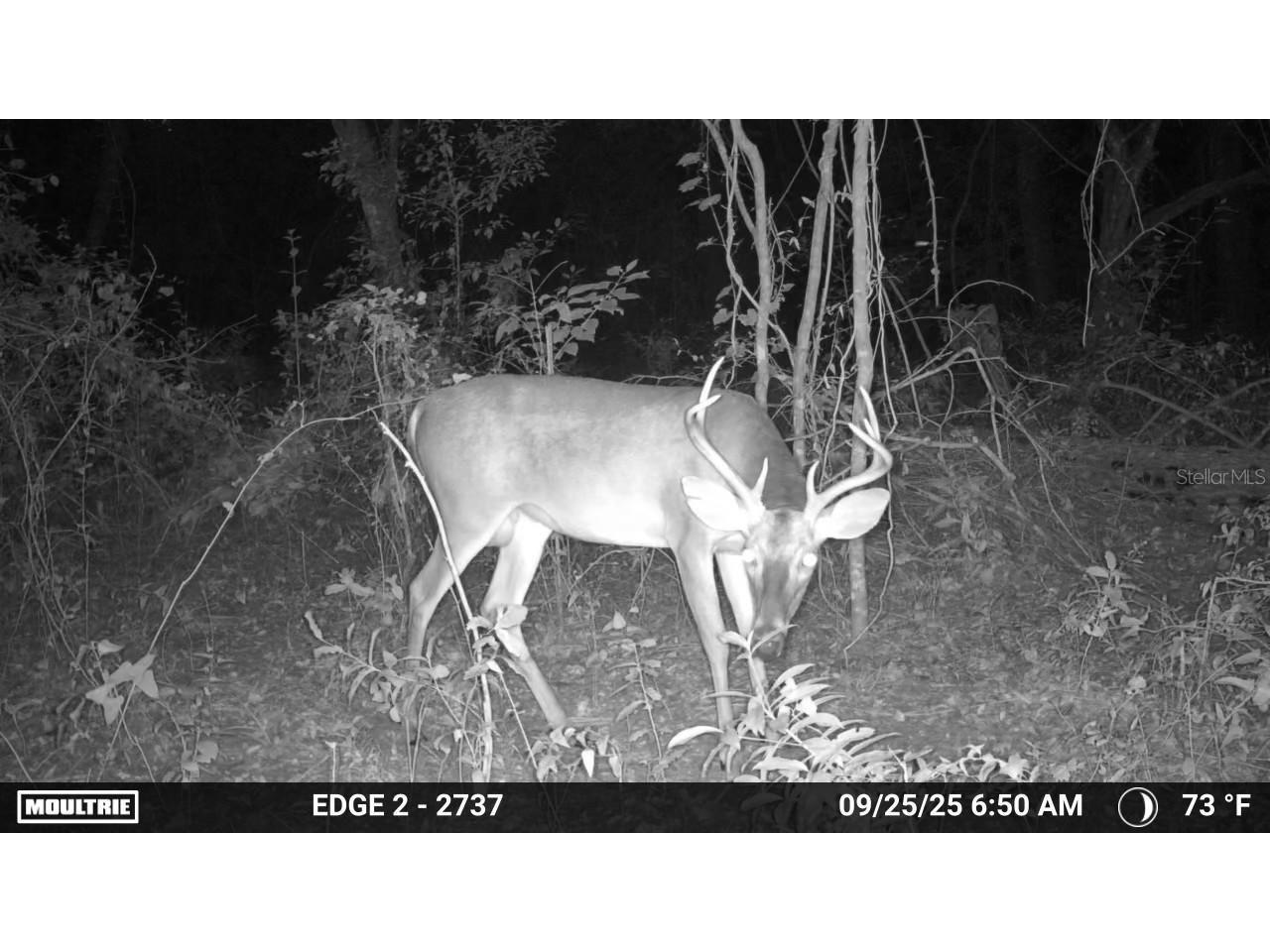 16145 Snow Memorial Highway Brooksville FL 34601 W7883279 image27