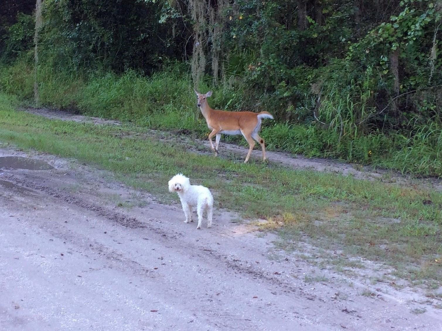 16145 Snow Memorial Highway Brooksville FL 34601 W7883279 image4
