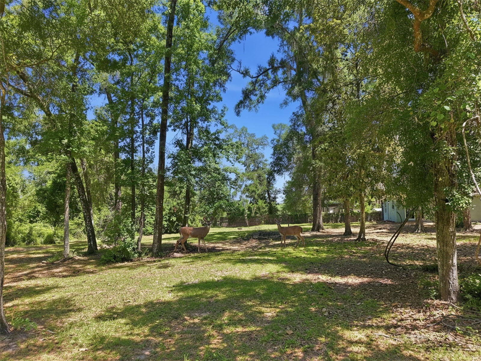 16145 Snow Memorial Highway Brooksville FL 34601 W7883279 image60