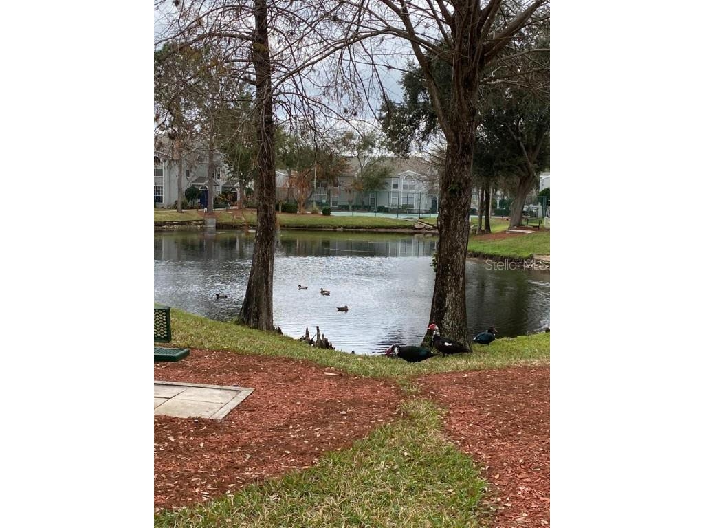 1618 Columbia Arms Circle #259 Kissimmee FL 34741 S5124936 image14