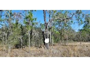 16200 Crane Road Weeki Wachee FL 34614 TB8506347 image4